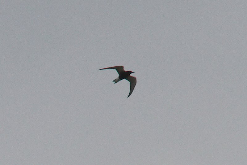 Black Tern 2012-04-14_4.jpg